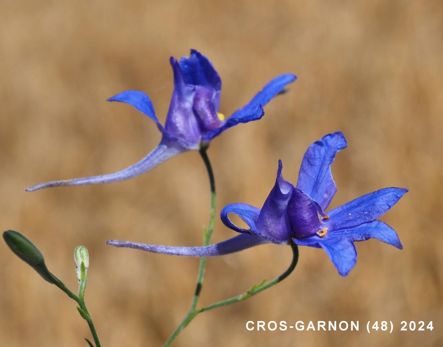 Larkspur, (Field)